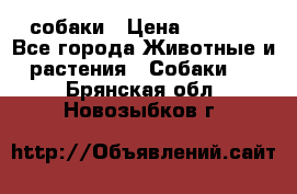 собаки › Цена ­ 2 500 - Все города Животные и растения » Собаки   . Брянская обл.,Новозыбков г.